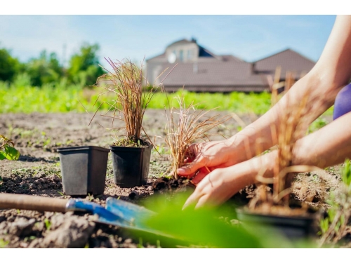 Jak przygotować ogród na wiosnę?