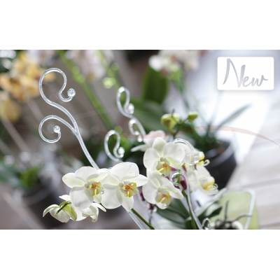 Prosperplast Podpórki do storczyków Decor Orchid Sticks ISTC01 kolory