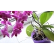 Prosperplast Doniczka Coubi Orchid DSTO125M kolory